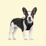 Dog Harness – No Pull with 2 Leash Clips, Adjustable Soft Padded